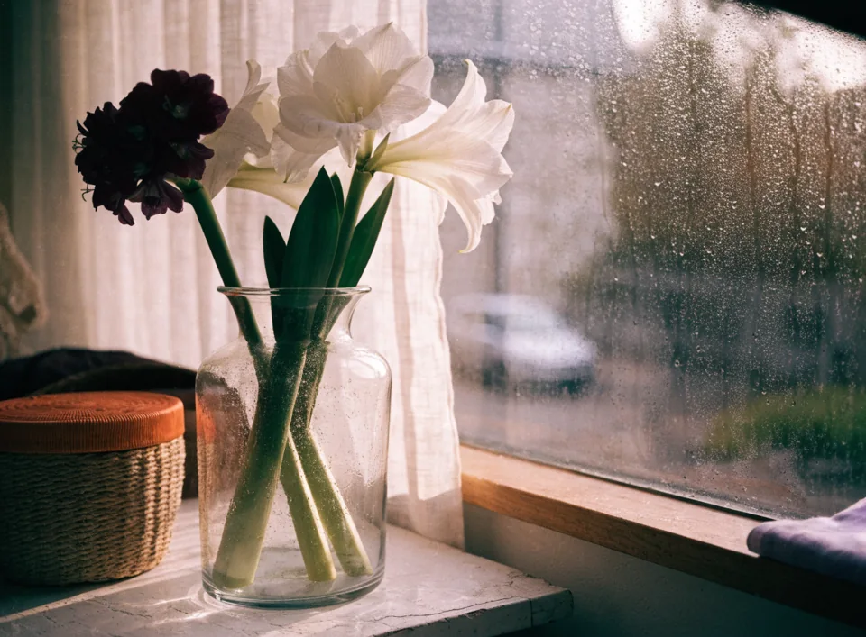 Amaryllis i vase – snitt, vann og støtte til stilken